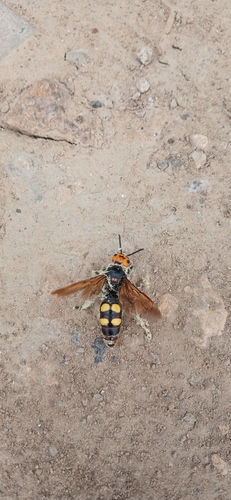 Mammoth Scoliid Wasp