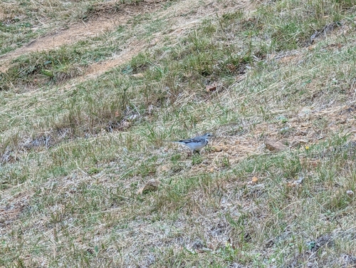 White Wagtail