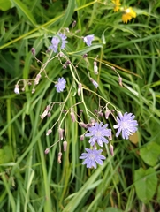 (c) Natalia Kazakova, some rights reserved (CC BY) Lactuca sibirica, photograph (c) Natalia Kazakova, some rights reserved (CC BY)
