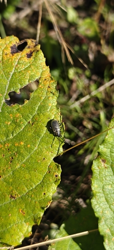 Willow Leaf Beetle