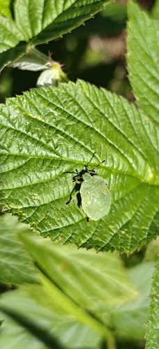 Green Shield Bug