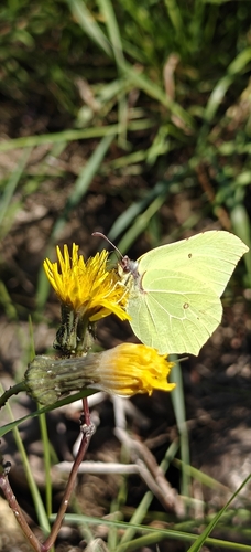 Common Brimstone