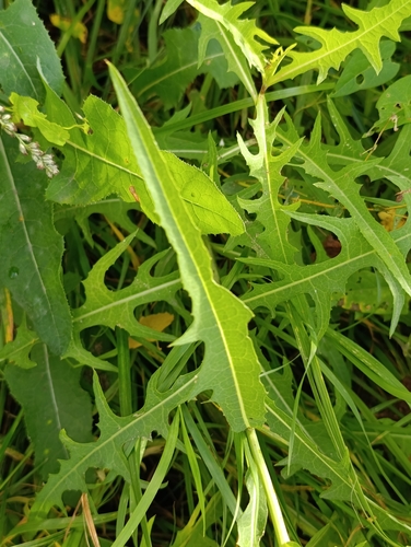 Lactuca sibirica, photograph 5