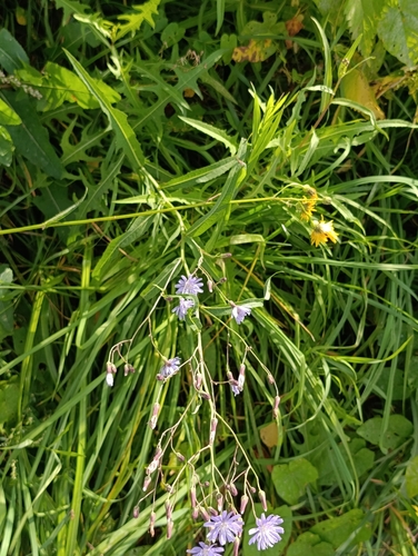 Lactuca sibirica, photograph 6