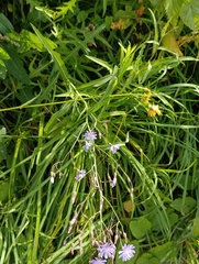 Lactuca sibirica, photograph (c) Natalia Kazakova, some rights reserved (CC BY)