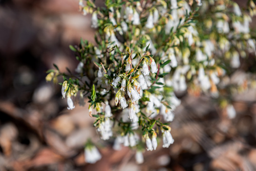Styphelia pendula observed 2026-08-25