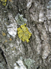Xanthoria parietina