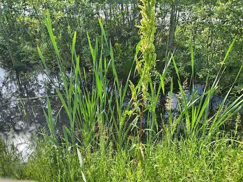 broadleaf cattail