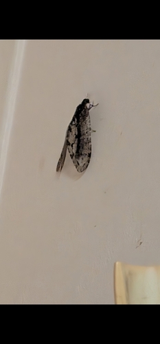 Polystoechotes punctata