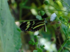 Mechanitis menapis mantineus