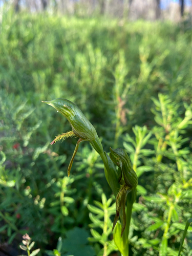 Pterostylis foliacea