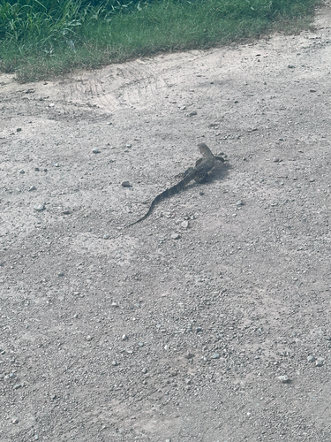 Indomalayan Water Monitor