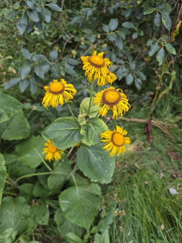 Yellow Oxeye