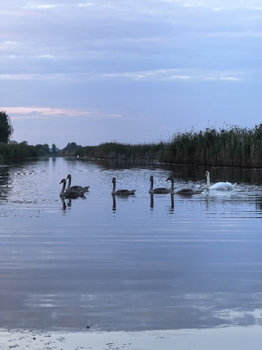 Mute Swan