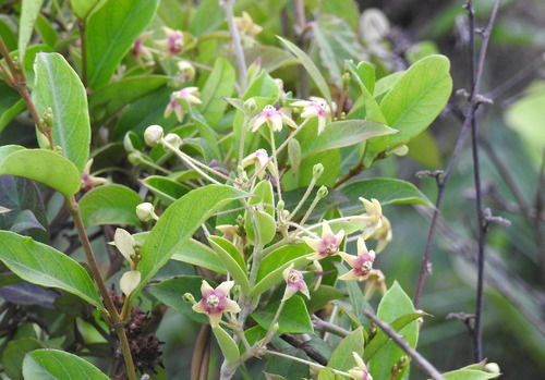 Vincetoxicum indicum, 2026-08-26
