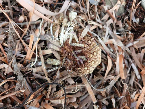 Goniocidaris tubaria observed 2026-08-26