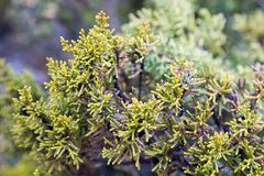 Pherosphaera hookeriana