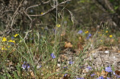 Veronica taurica