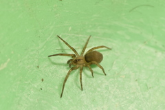 Filistata insidiatrix