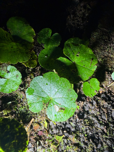 Hydrocotyle pedicellosa observed 2026-08-26