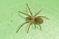 Filistata insidiatrix