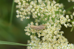 Acrididae