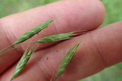 Bromus secalinus