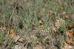 Jurinea stoechadifolia