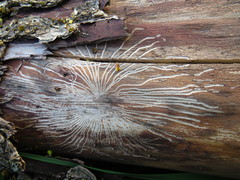 Scolytus