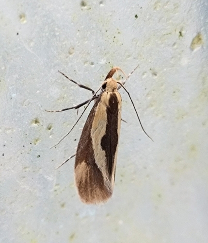Harpella forficella