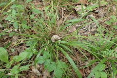 Carex blanda