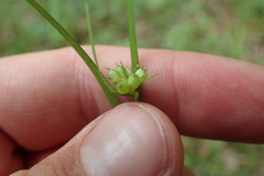Carex blanda