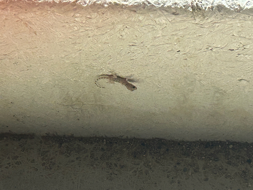 Keeled Rock Gecko