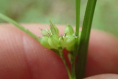 Carex blanda