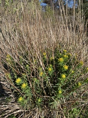 Euphorbia palustris