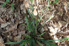 Carex flaccosperma