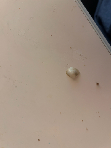 Pinguitellina robusta observed 2024-07-26