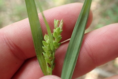Carex flaccosperma