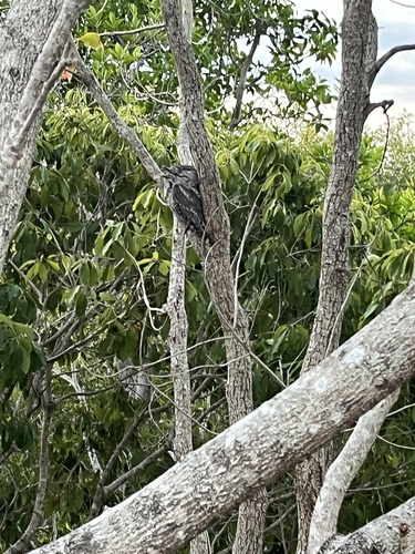 Tawny Frogmouth