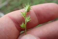 Carex hyalina