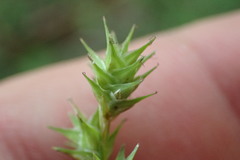 Carex hyalina