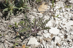 Brassica elongata pinnatifida