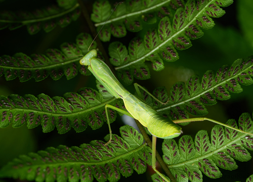 Chinese Reddish Mantis