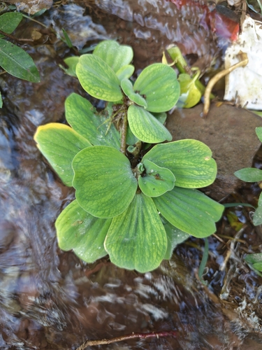 Water Lettuce
