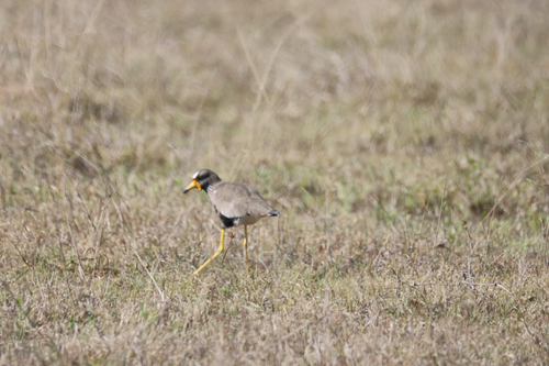 iNaturalist image