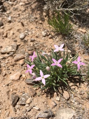 Houstonia rubra