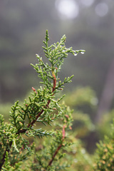 Pherosphaera hookeriana