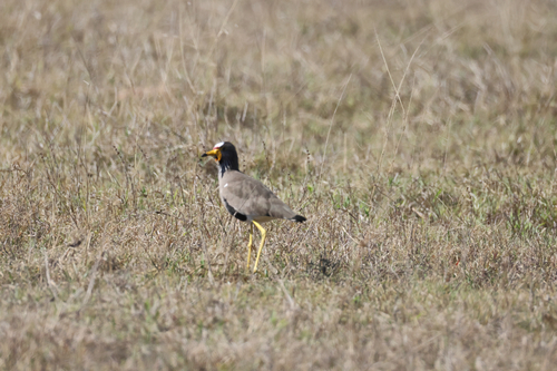 iNaturalist image