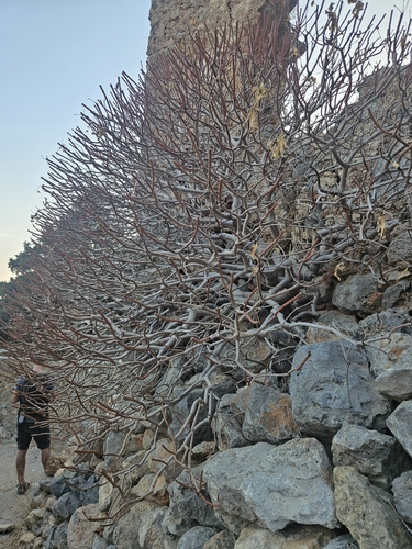 Euphorbia dendroides, photograph 3
