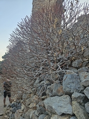 Euphorbia dendroides, photograph (c) Tania Walisch, some rights reserved (CC BY)